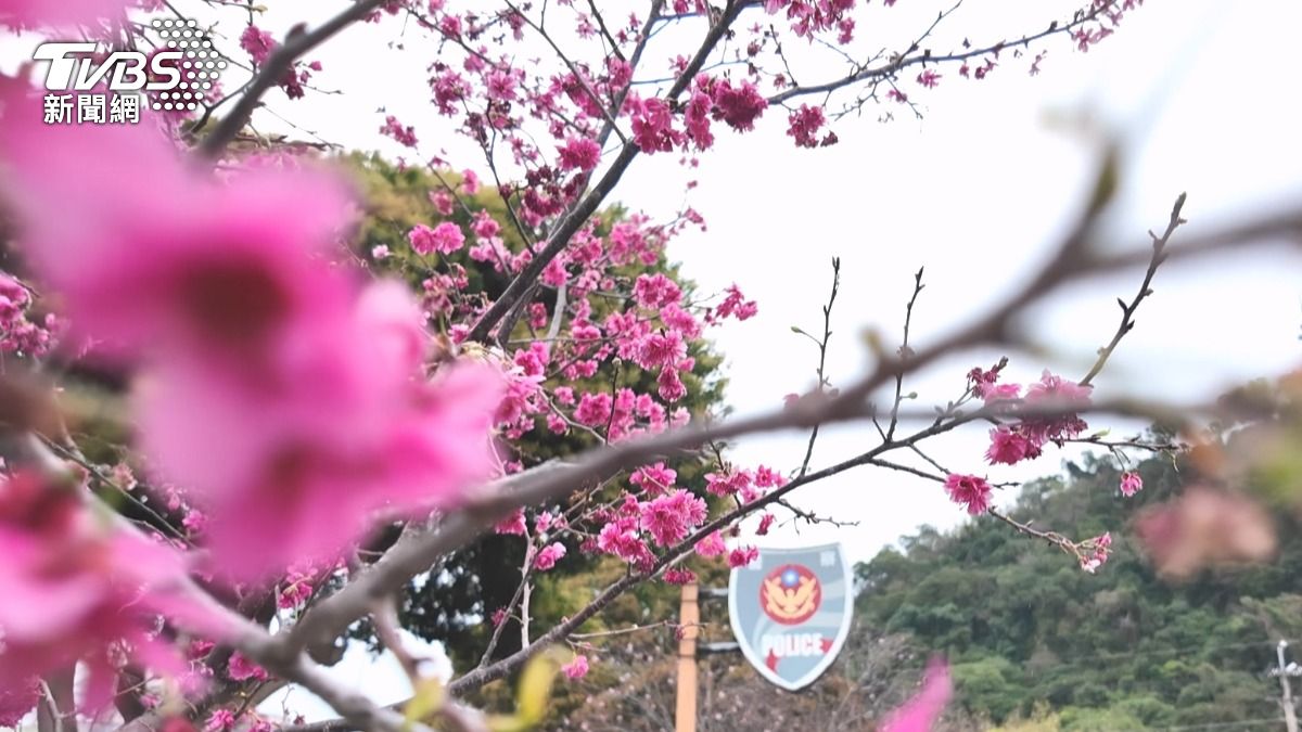 連假衝一波！杉林溪、武陵、泰安所花況曝光　粉櫻美到3月初。(圖／TVBS)