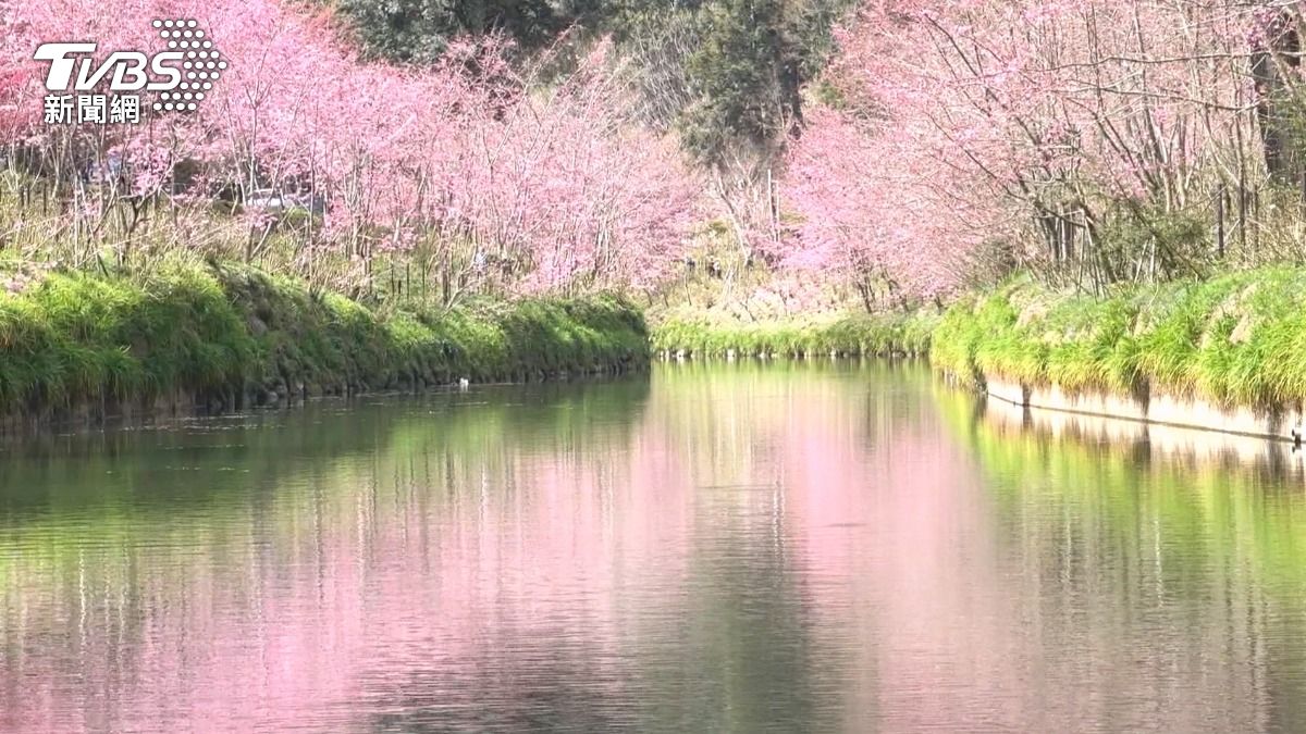 杉林溪園區內步道與河岸兩側可見大片粉色椿寒櫻盛開。(圖／TVBS)