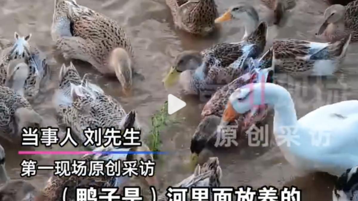 劉男表示,鴨子在河裡散養,可能覓食時金子就被吃進肚中。(示意圖/翻攝網易)