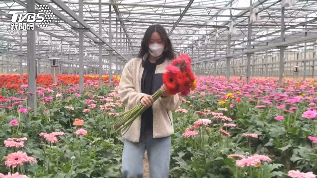 菊花花價太低!「1朵剩2元」花農心碎 乾脆免費送。(圖/TVBS)