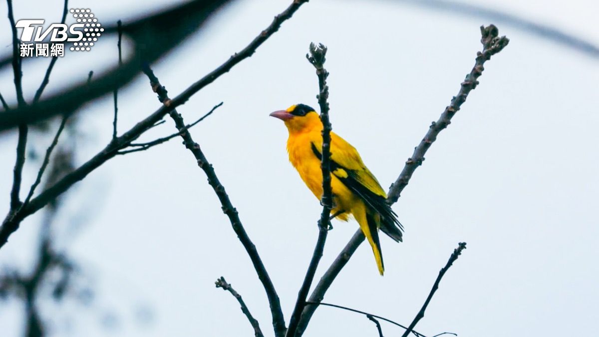 台東濕地大火延燒26小時 保育類棲地毀!黃鸝鳴悲戚