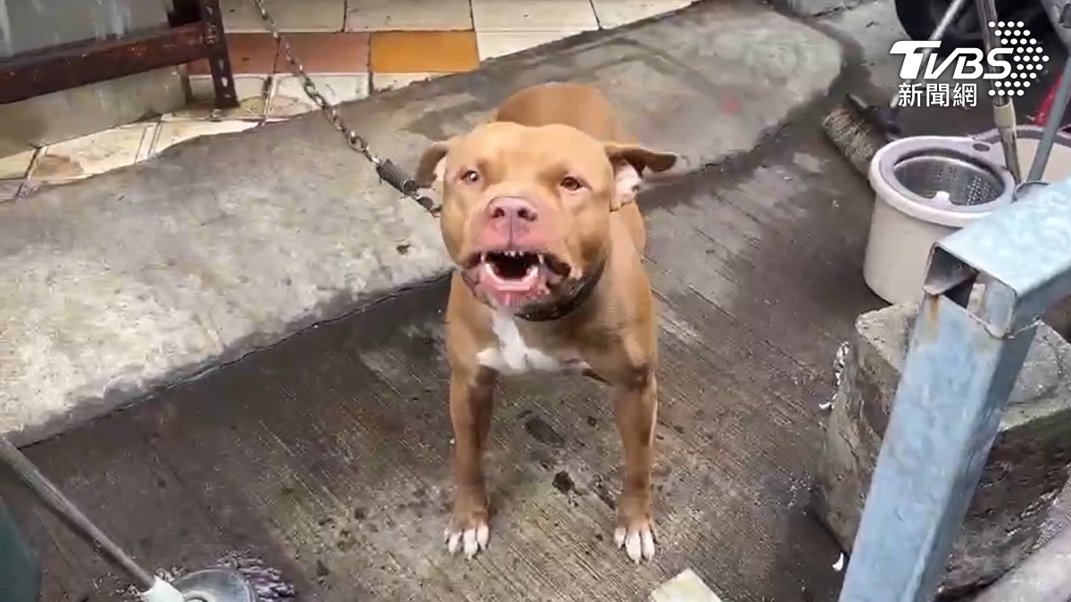 嫌犯沒有想到機車行內飼養了兩隻狗，其中一隻還是兇猛的比特犬。（圖／TVBS）