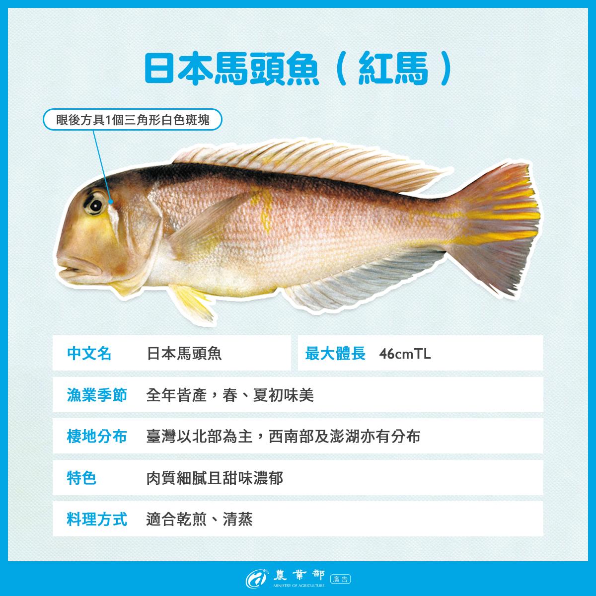 日本馬頭魚是台灣最常見的品種。(圖/翻攝自農業部臉書粉專)