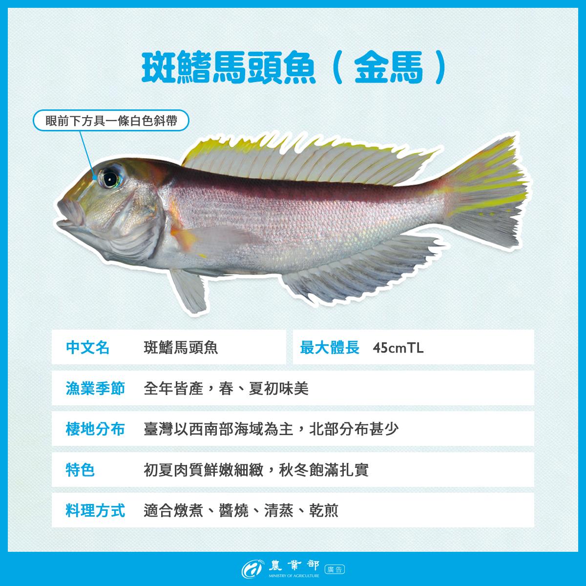 斑鰭馬頭魚的棲地則以西南部海域為主。(圖/翻攝自農業部臉書粉專)