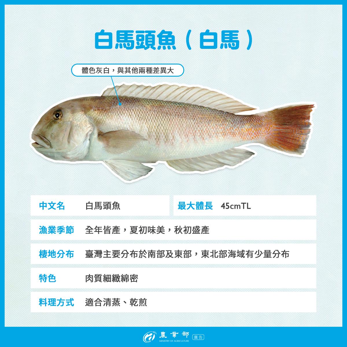 白馬頭魚夏初之際味道最好。(圖/翻攝自農業部臉書粉專)