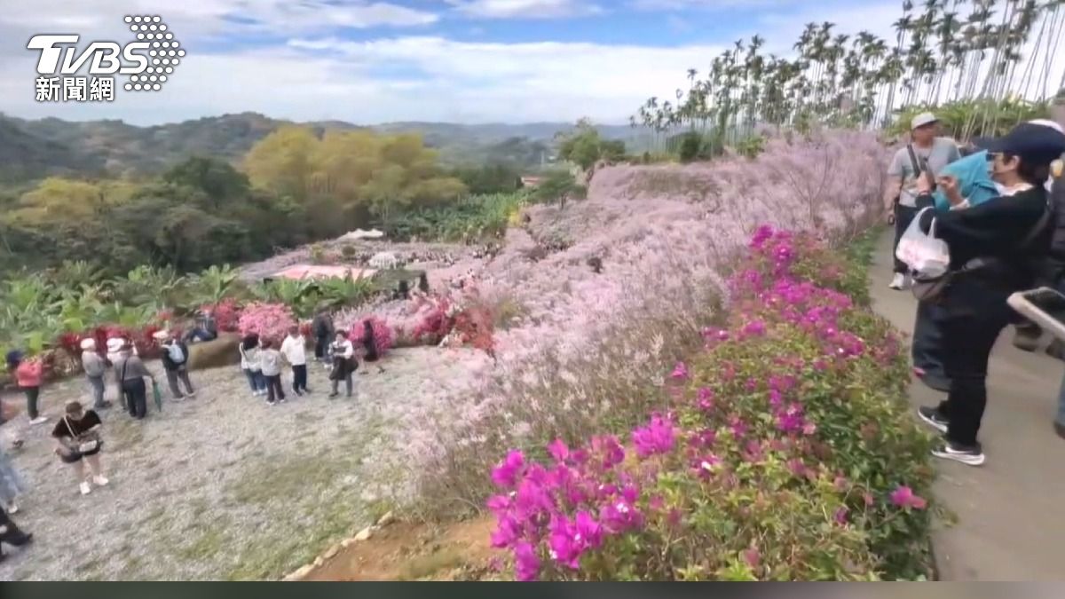 連假最後一天,南投中寮粉紅山丘遊客擠爆入口水洩不通(TVBS/圖)