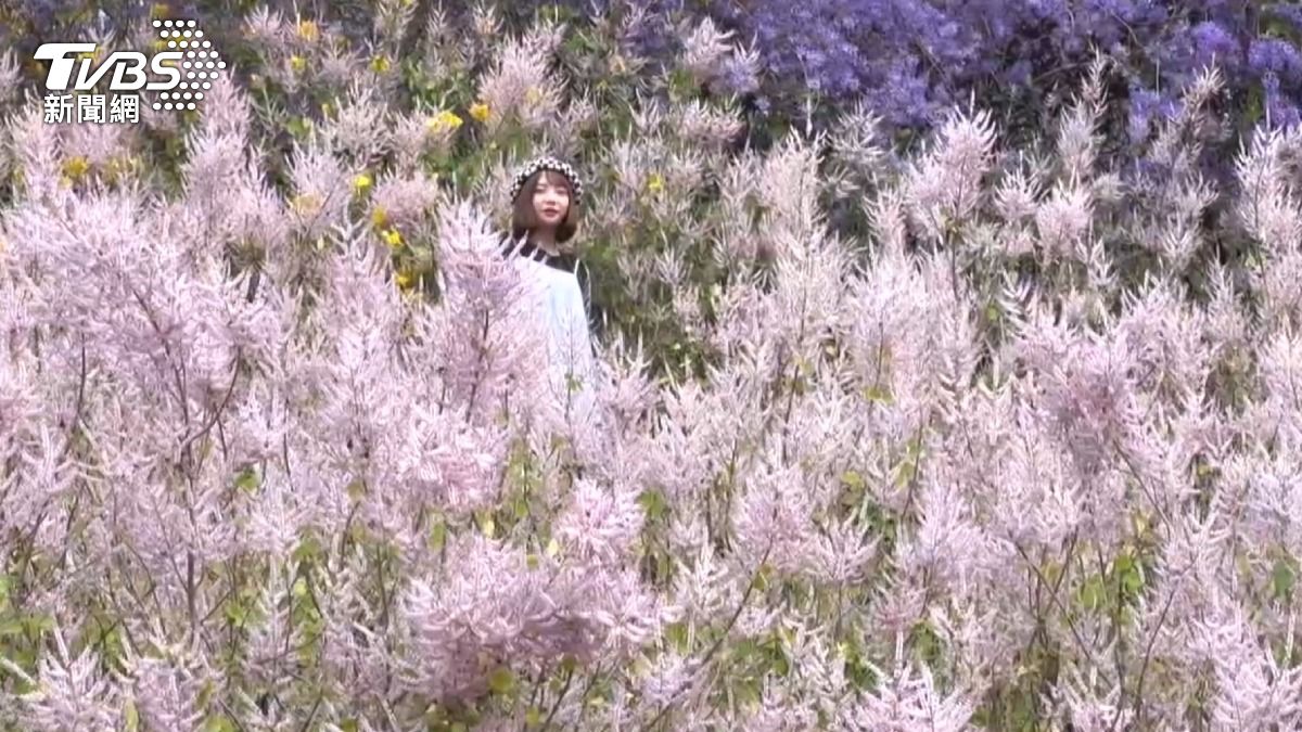 連假最後一天,南投中寮粉紅山丘遊客擠爆入口水洩不通(TVBS/圖)