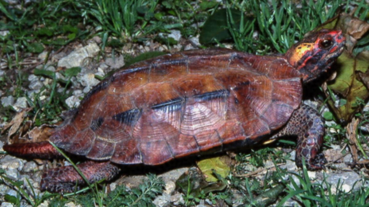 4中國人沖繩盜獵「百隻保育龜」走私香港被逮　法官痛批：自私