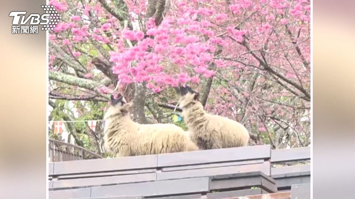清境農場櫻花盛開，綿羊一抬頭張口咬下（ＴＶＢＳ／圖）