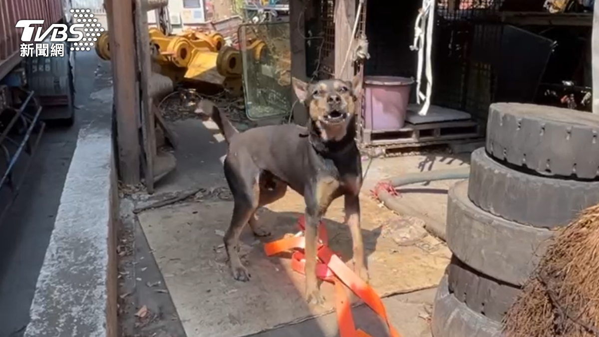 工廠老闆飼養的狗狗皮蛋,當天上午事故發生後,聽見吵架聲才跑出去「湊熱鬧」。(圖/TVBS)