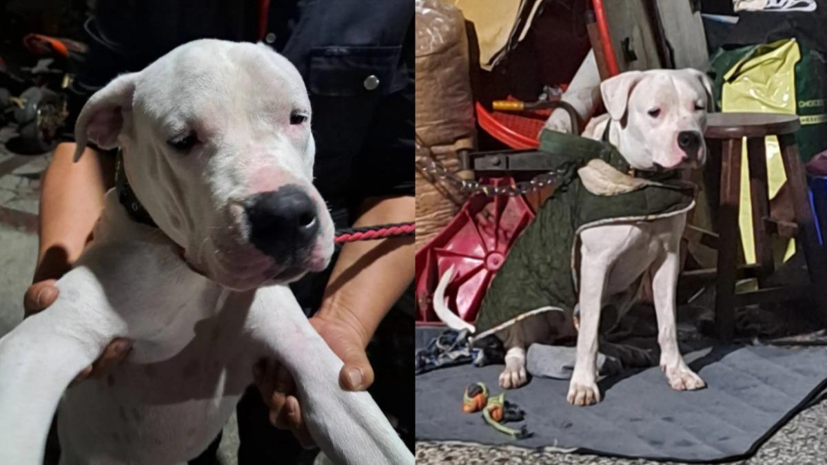 杜告犬「健康」遭虐死!她目睹心碎 赴監院陳情盼加重《動保法》