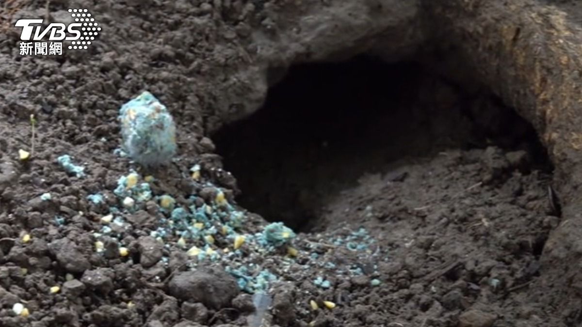 建國高架橋下清潔隊旁驚見大量老鼠洞，短短20公尺範圍竟多達30處。（圖／TVBS）