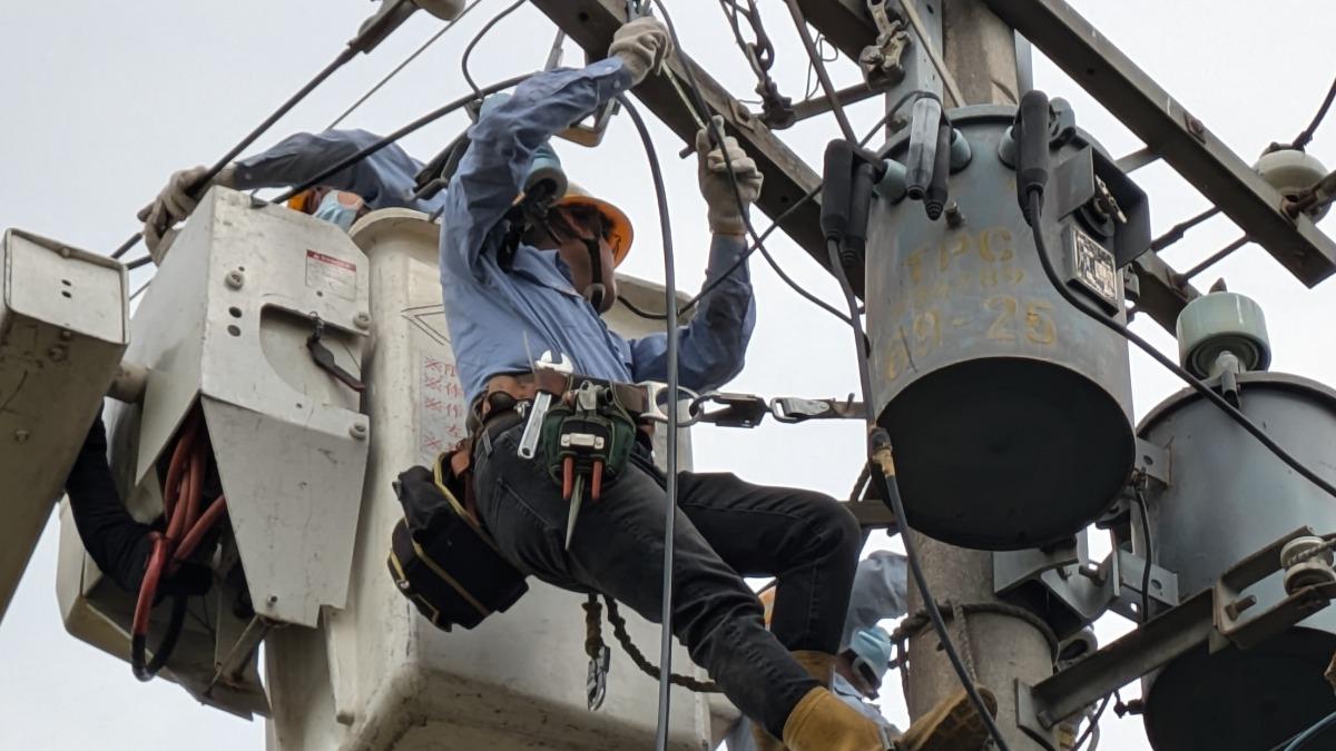 春天到動物愛亂跑!3、4月停電數爆增2倍 台電出招了