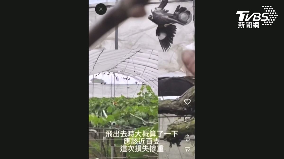外來種八哥狂啃葡萄 果農噴水驅趕挨轟。(圖/TVBS)
