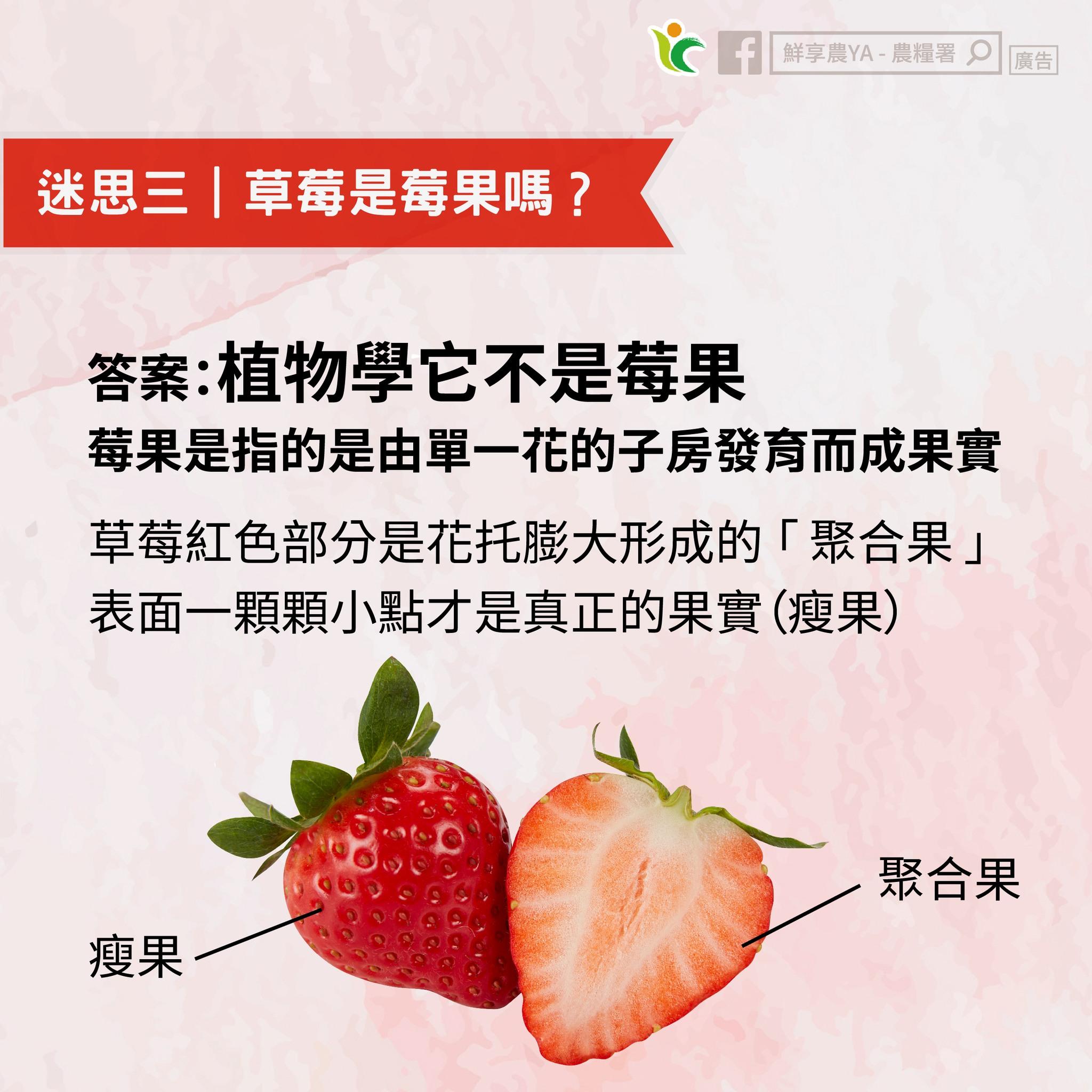 草莓雖有個莓字,但在植物學的定義中它並非莓果。(圖/翻攝自鮮享農YA - 農糧署臉書粉專)