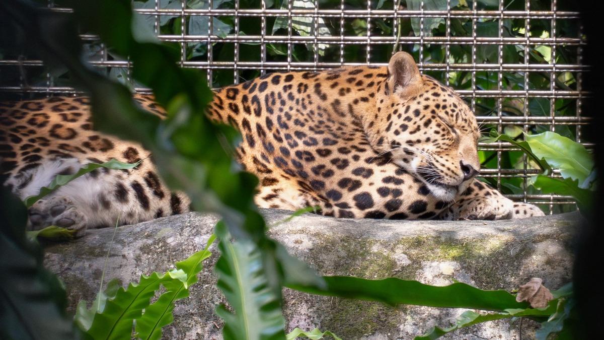 告別18歲「花郎」 台北市動物園最後一隻花豹今離世