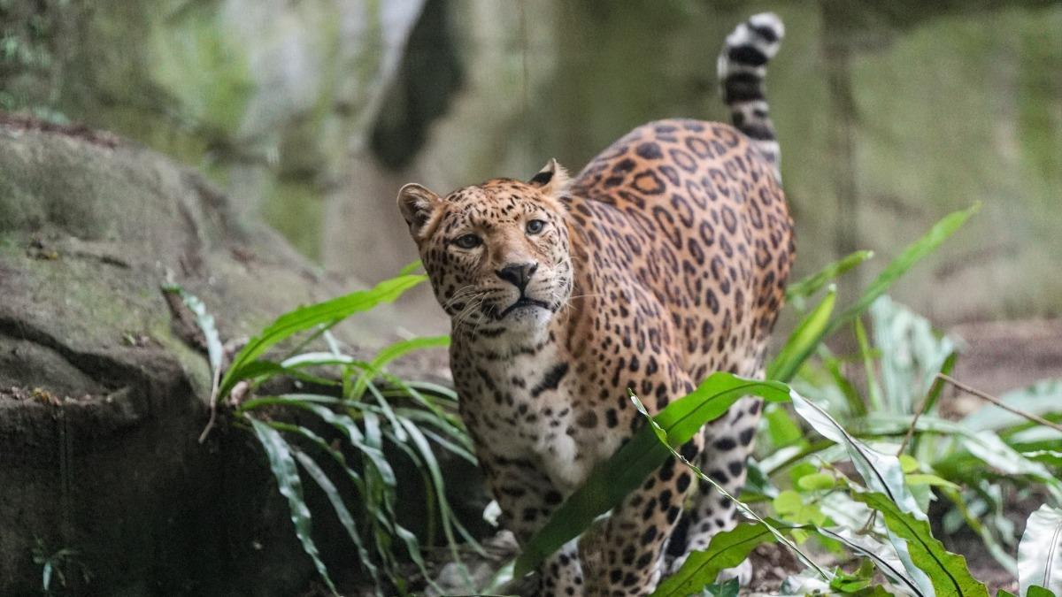 18歲的花豹「花郎」以貓科動物來說已是高齡。(圖/台北市動物園提供)