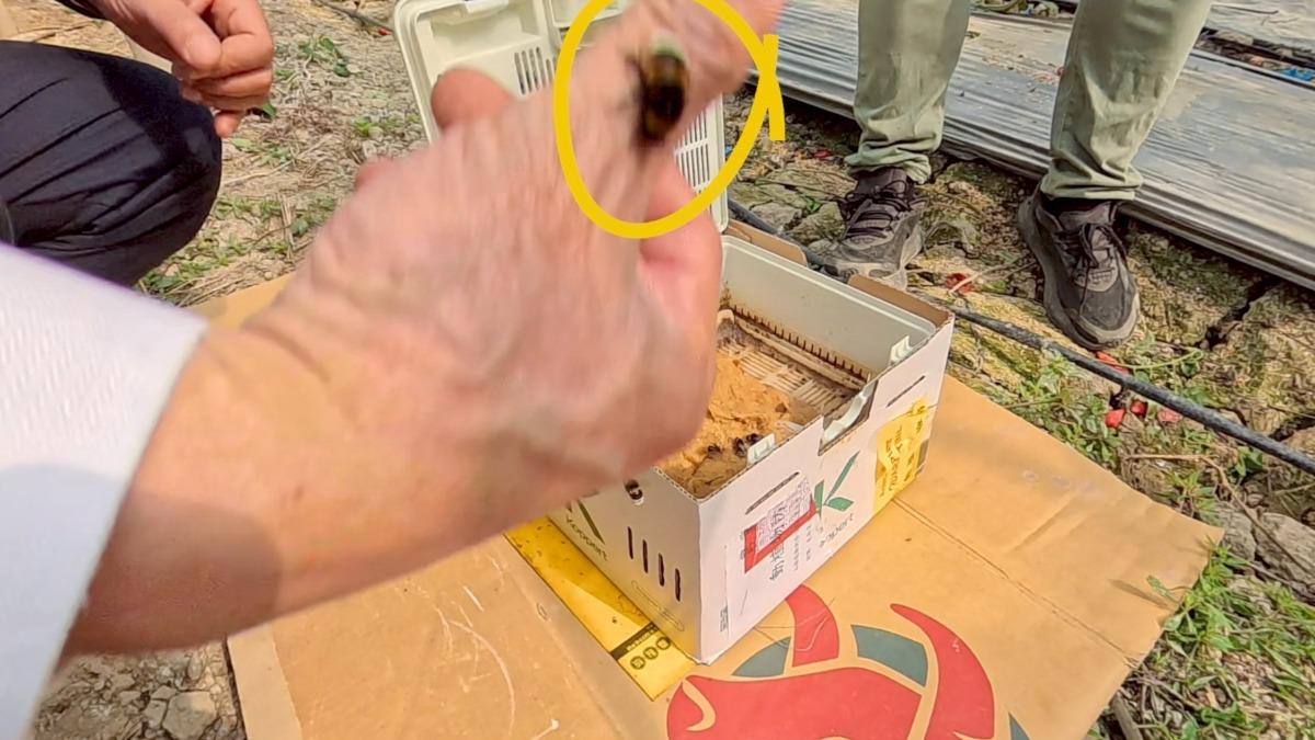 翁章梁在智慧農業的溫室番茄園裡,被授粉用的歐洲熊蜂咬了一口。他驚呼—「好痛,我被咬了!」。(圖/柯勝雄攝)