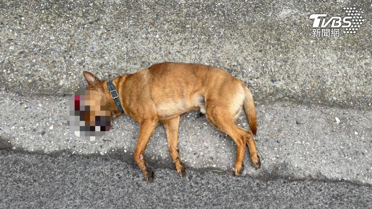 有片/八里路邊衝出米克斯!情侶煞不住猛撞慘摔 牠爆頭慘死