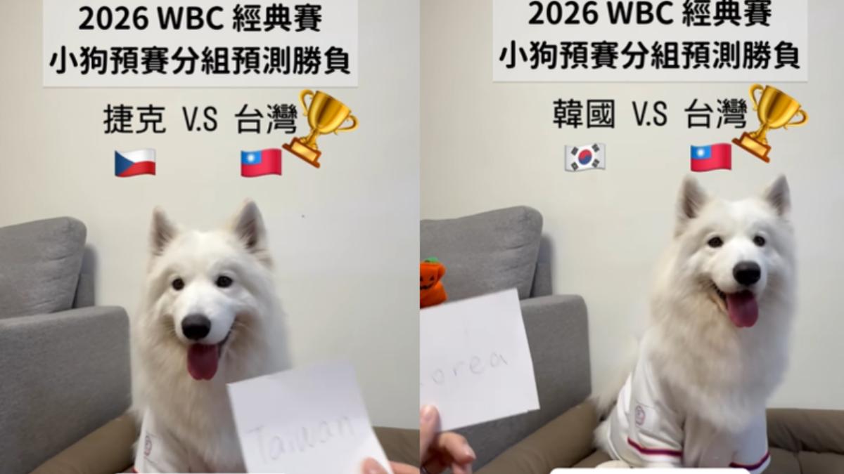 預言WBC賽況全命中！全網朝聖微笑薩摩耶　神犬無誤