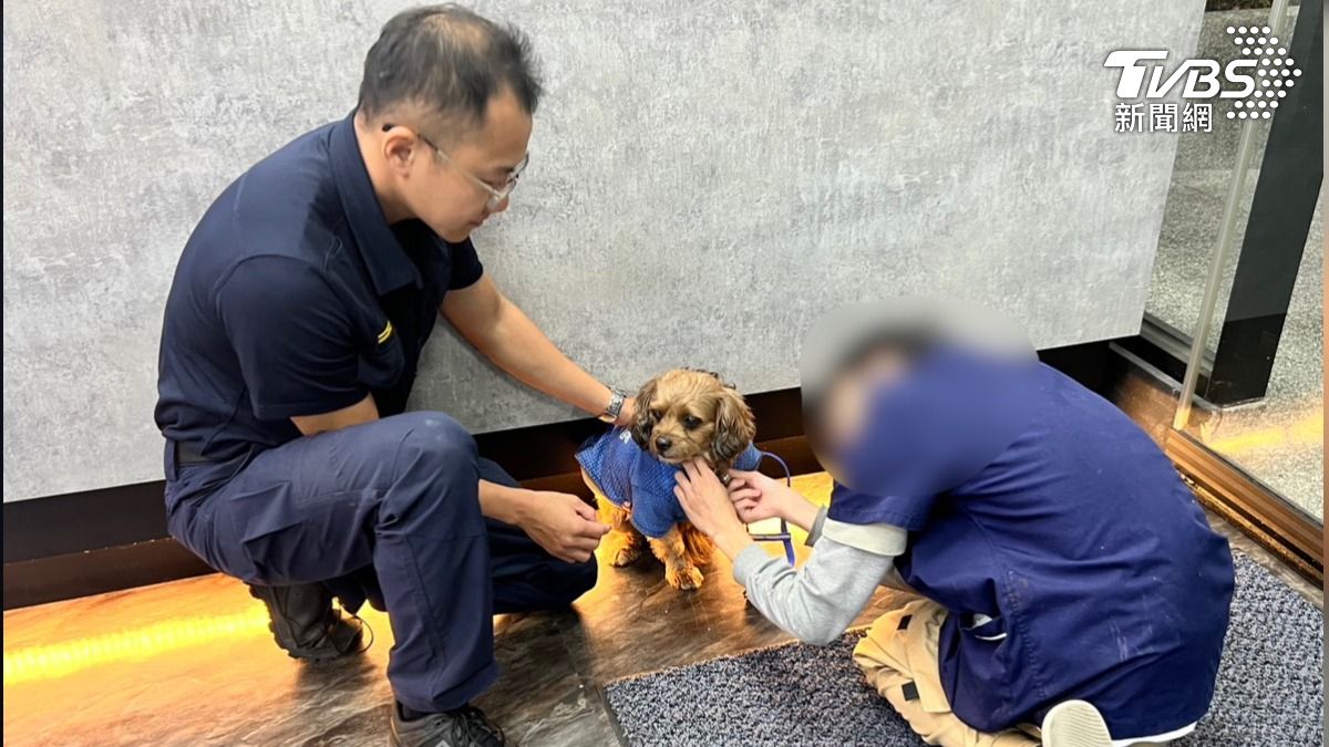 妞妞受驚掙脫牽繩逃逸,全家人搜尋超過一小時未果。(圖/TVBS)