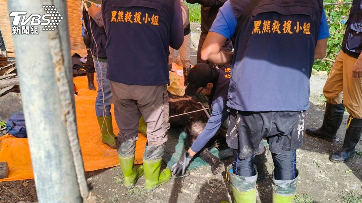 黑熊異地野放，二度闖部落吃雞。（圖/TVBS）