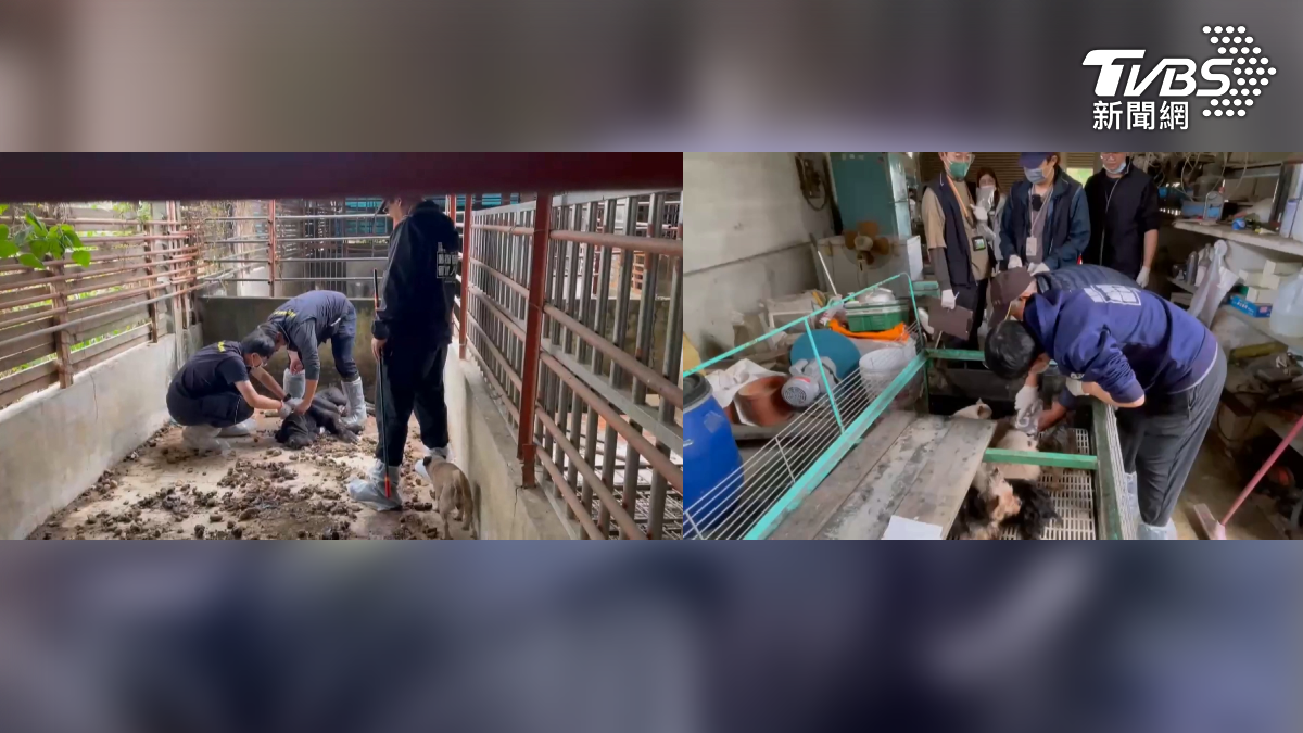 嘉義縣水上鄉一處狗場遭爆是黑心繁殖場,家畜所到場稽查發現共有63隻品種犬,裡面滿地排泄物,環境相當髒亂(圖/TVBS)