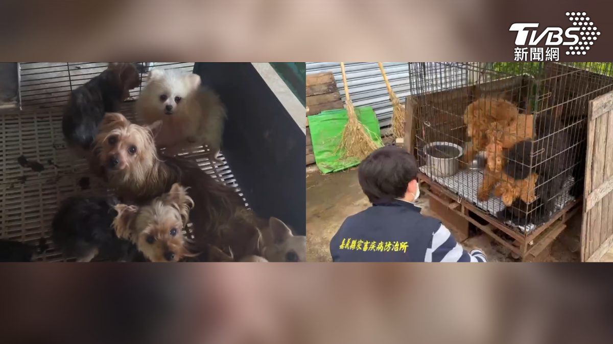 除了一般常見的寵物犬之外,還專挑昂貴品種,包括義大利卡斯羅犬、快跟成人一樣高的巨型貴賓犬,兩種市價最貴都破10萬元(圖/TVBS)