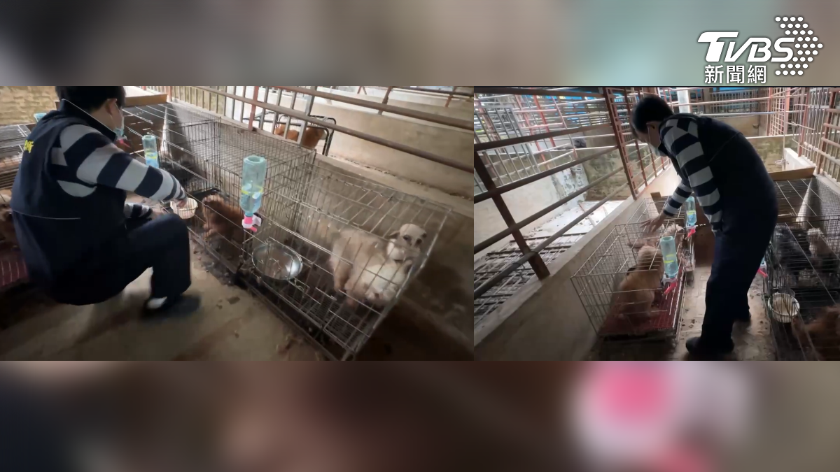 除了常見的寵物犬之外,還選價值昂貴的品種(圖/TVBS)