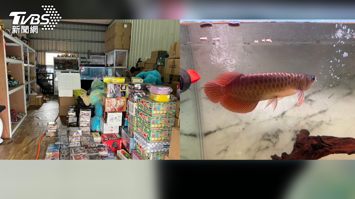 這回不明原因起火，延燒周邊8間鐵皮倉庫，不少昂貴公仔被燒到融化，還有一條6萬8的紅龍魚也沒了，損失數十萬起跳（圖／民眾提供）