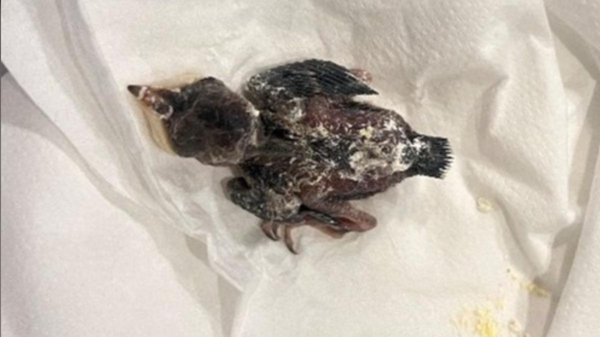 繁殖季注意!遇到幼鳥別亂撿、餵食 動保處籲「3不原則」
