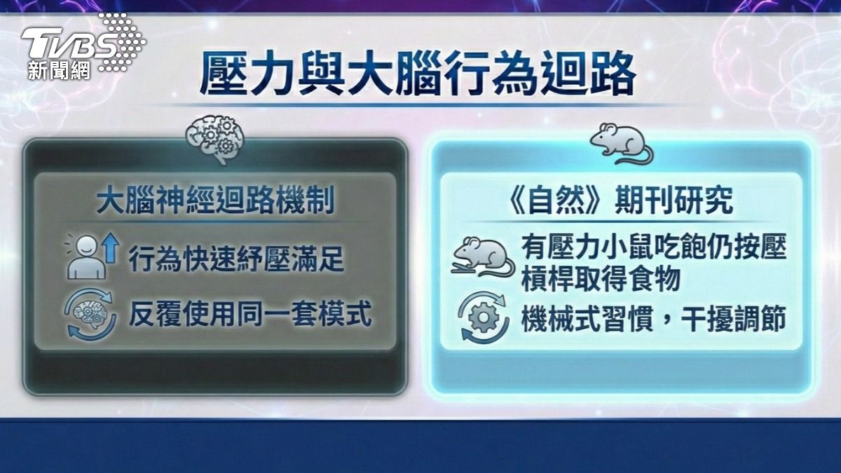 壓力與大腦行為迴路。(圖/TVBS)