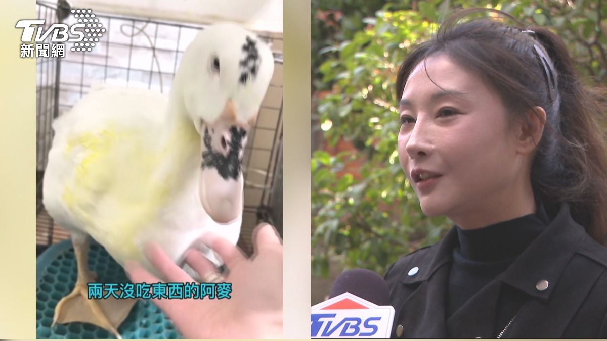 美女更生作家簡碧燕救16隻法事鴨控遭冒名送養 下落不明怒提告詐欺。(圖/TVBS)