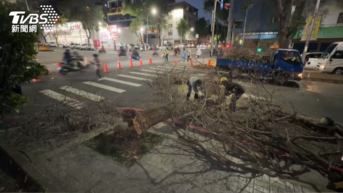 台中路樹瞬間倒塌砸車！樹根遭白蟻蛀　下班車潮塞爆。(圖／TVBS)