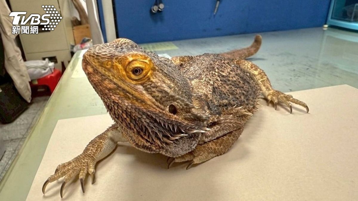 鬃獅蜥、球蟒、柯爾鴨　桃園非犬猫特寵認養3月14日開跑