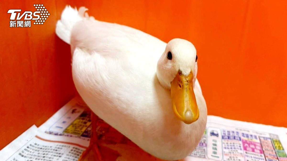桃園市第一季非犬猫特寵認養3月14日開跑。(圖/桃園市動保處)