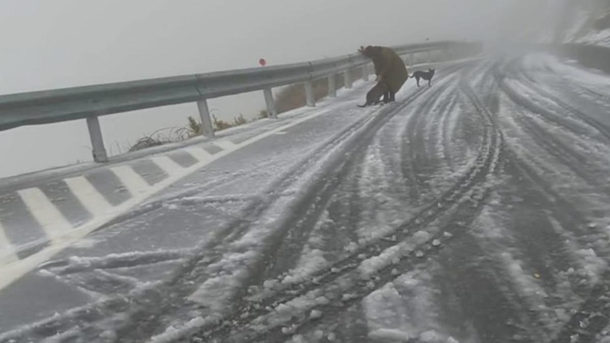 2犬在冰天雪地中流浪。(圖/社團法人浪愛有巢協會)