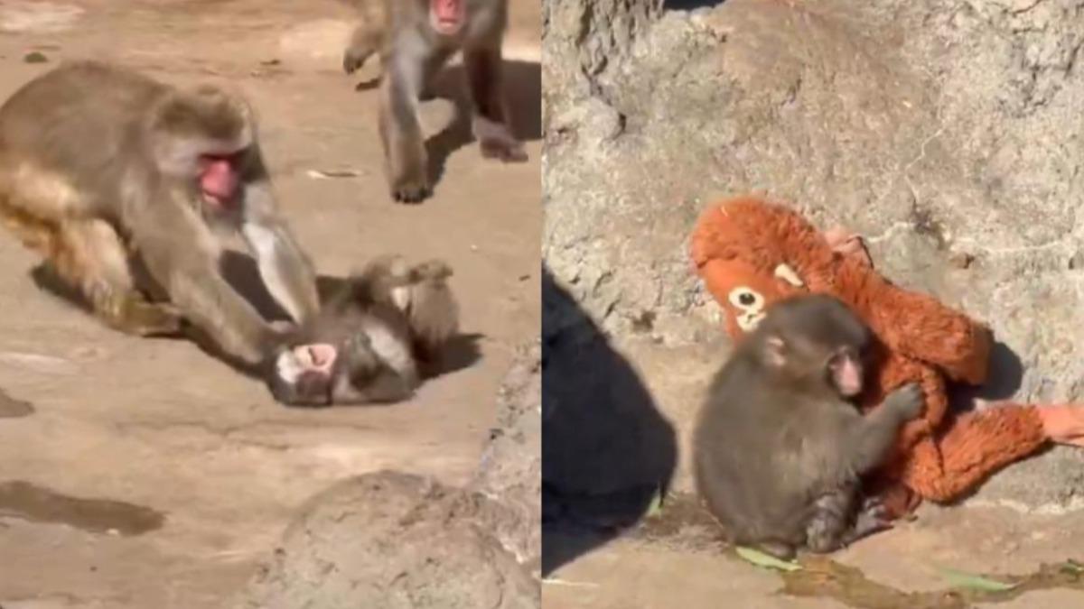 日本一間動物園的「孤獨小猴」遭同伴抓起拖行嚇壞。(圖/翻攝自X@theinsiderpaper)