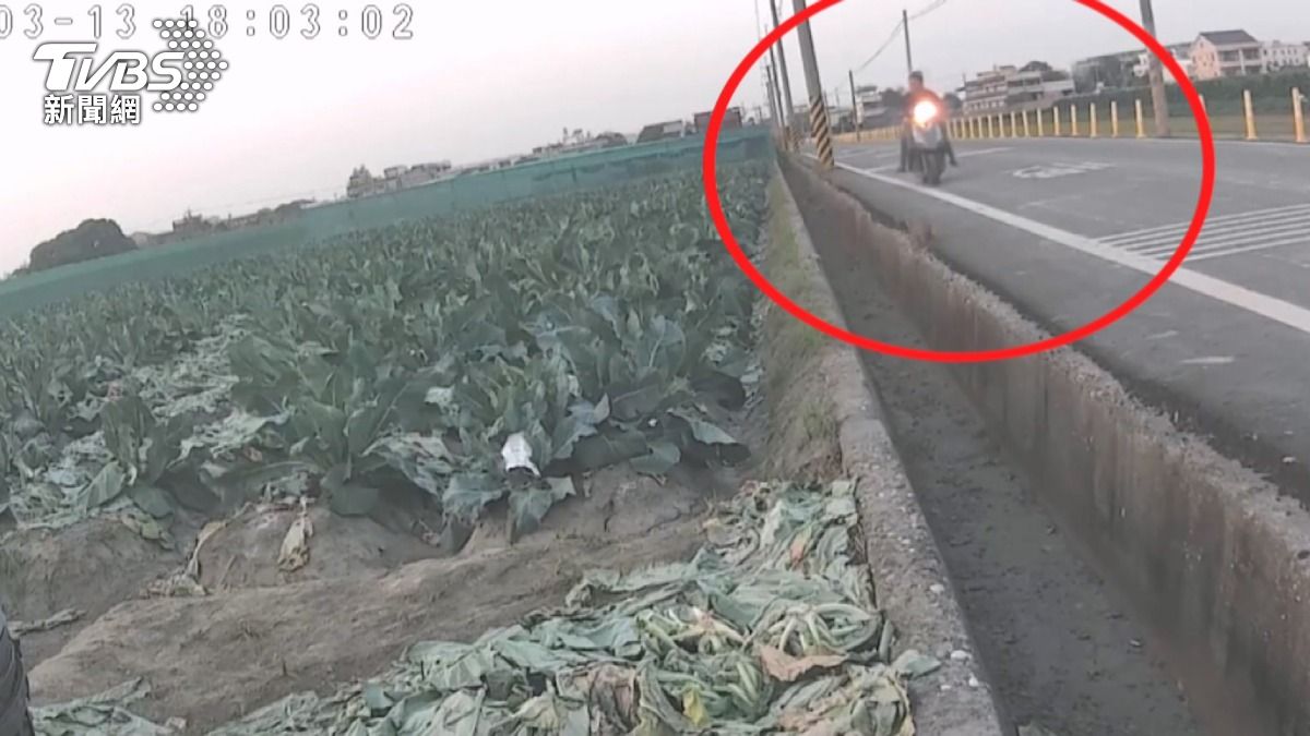 影音/公告「偷1顆罰10萬」照偷!西螺菜農自費裝監視器抓賊 2嫌落網函送。(圖/TVBS)