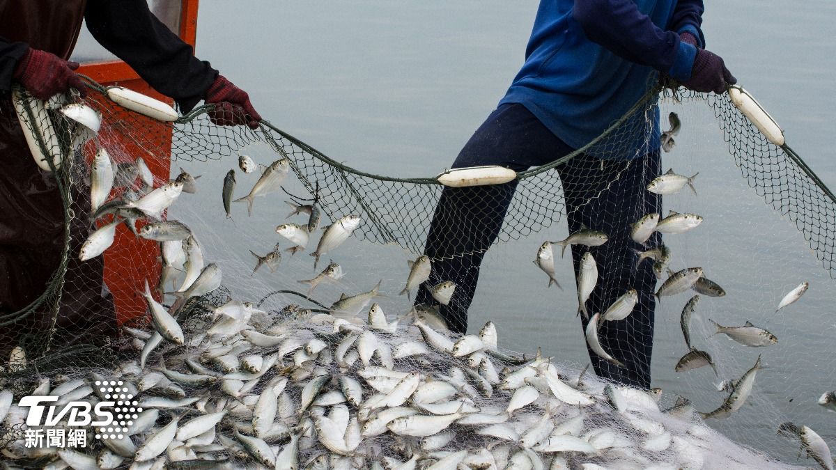 漁民慘吃老本!捕魚回來只賣1000塊:出海根本倒貼賠錢