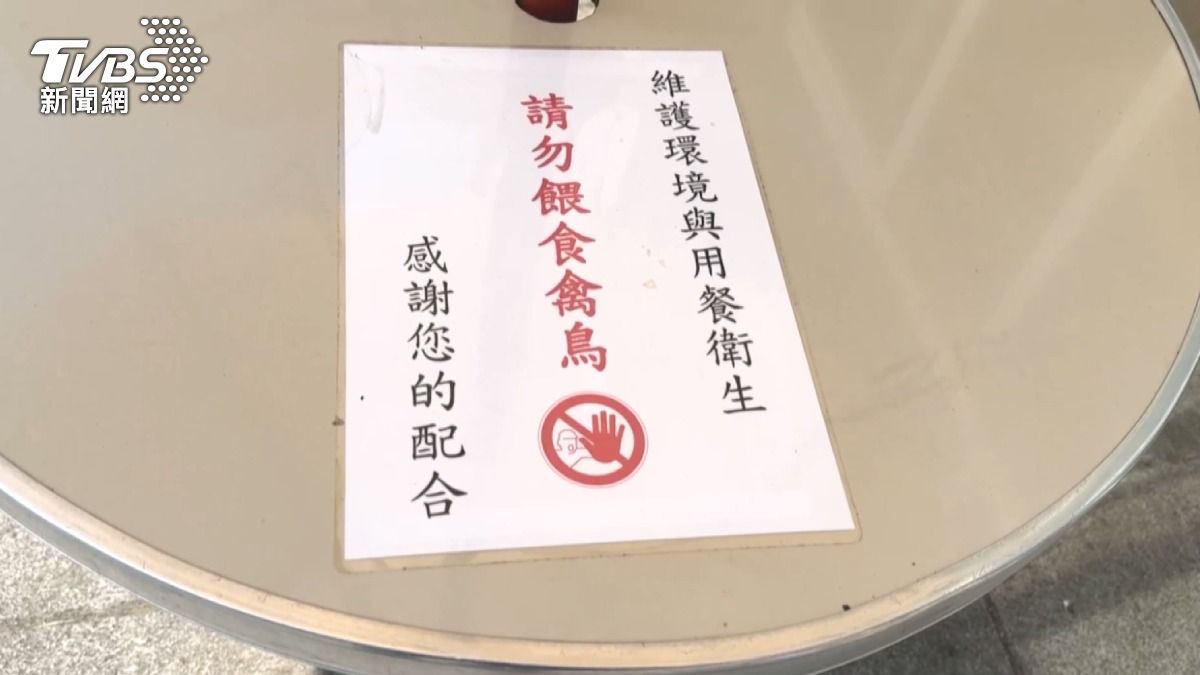 民眾直擊自助餐內三隻鴿子在餐檯下享用大餐(TVBS/圖)