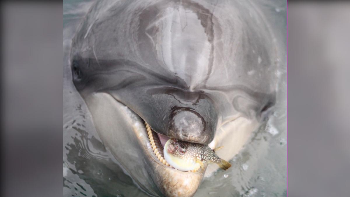 眼神死!河豚誤闖水族館變「排球」 海豚集體ㄎㄧㄤ掉真相曝光