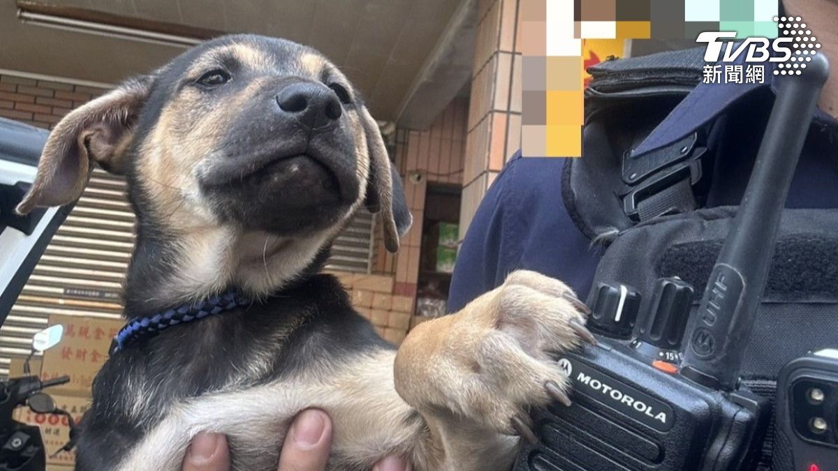 2條通緝在身！高雄男遛狗慘落網　憂愛犬無人顧警出手了