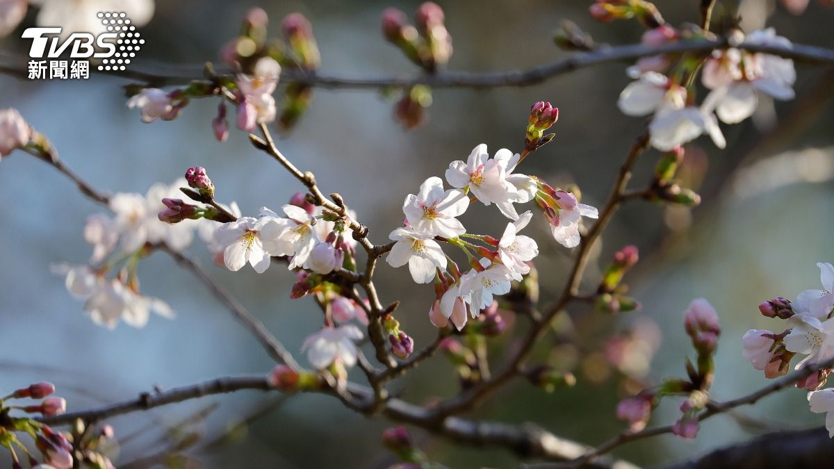 日本預計贈樹數量為250棵櫻花樹(對應美國建國 250 週年)。(圖/達志影像美聯社)