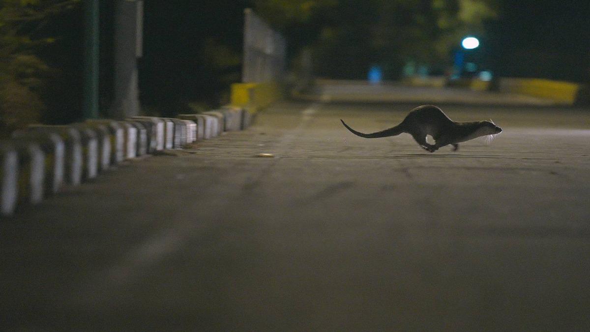 金門歐亞水獺。（圖／三立提供）
