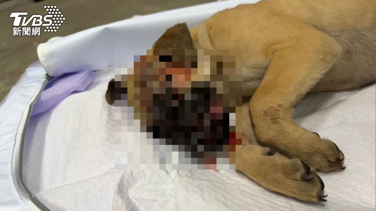 小黃狗被安全帽毆死!飼主鬼扯「吃蚊香」 動保處遭轟消極慢半拍