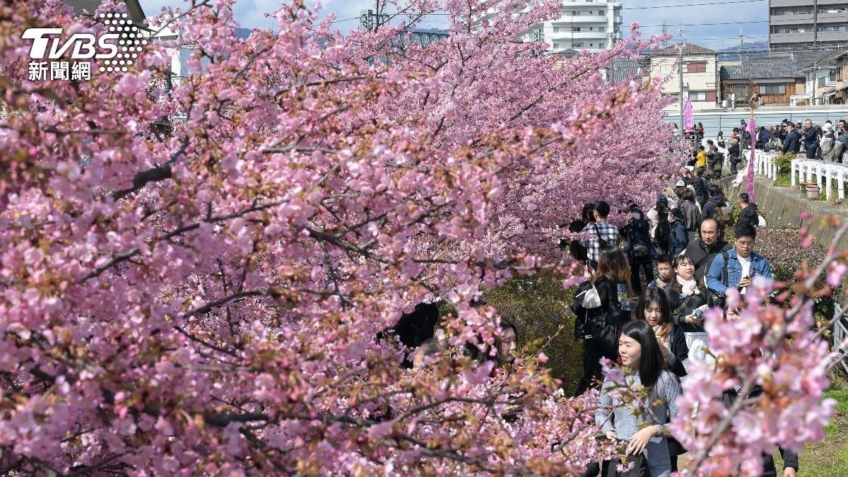 東京櫻花開了!靖國神社綻放 比去年早5天、下週迎滿開