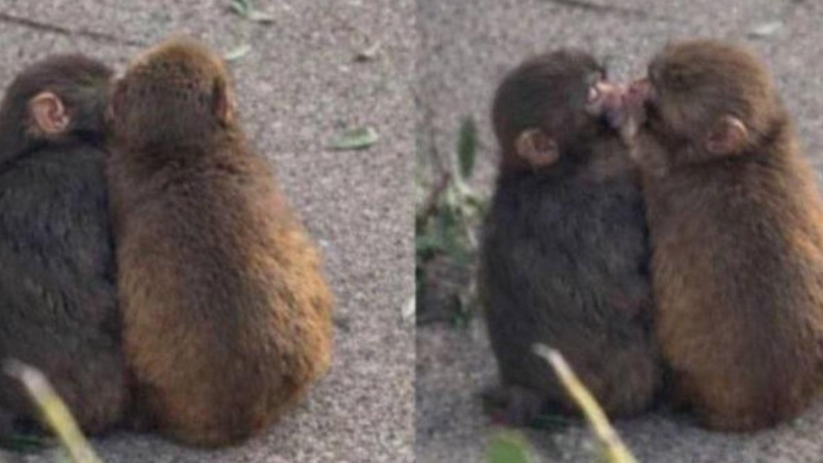 日本明星猴Panchi交女友?兩猴親親抱抱放閃萌翻網