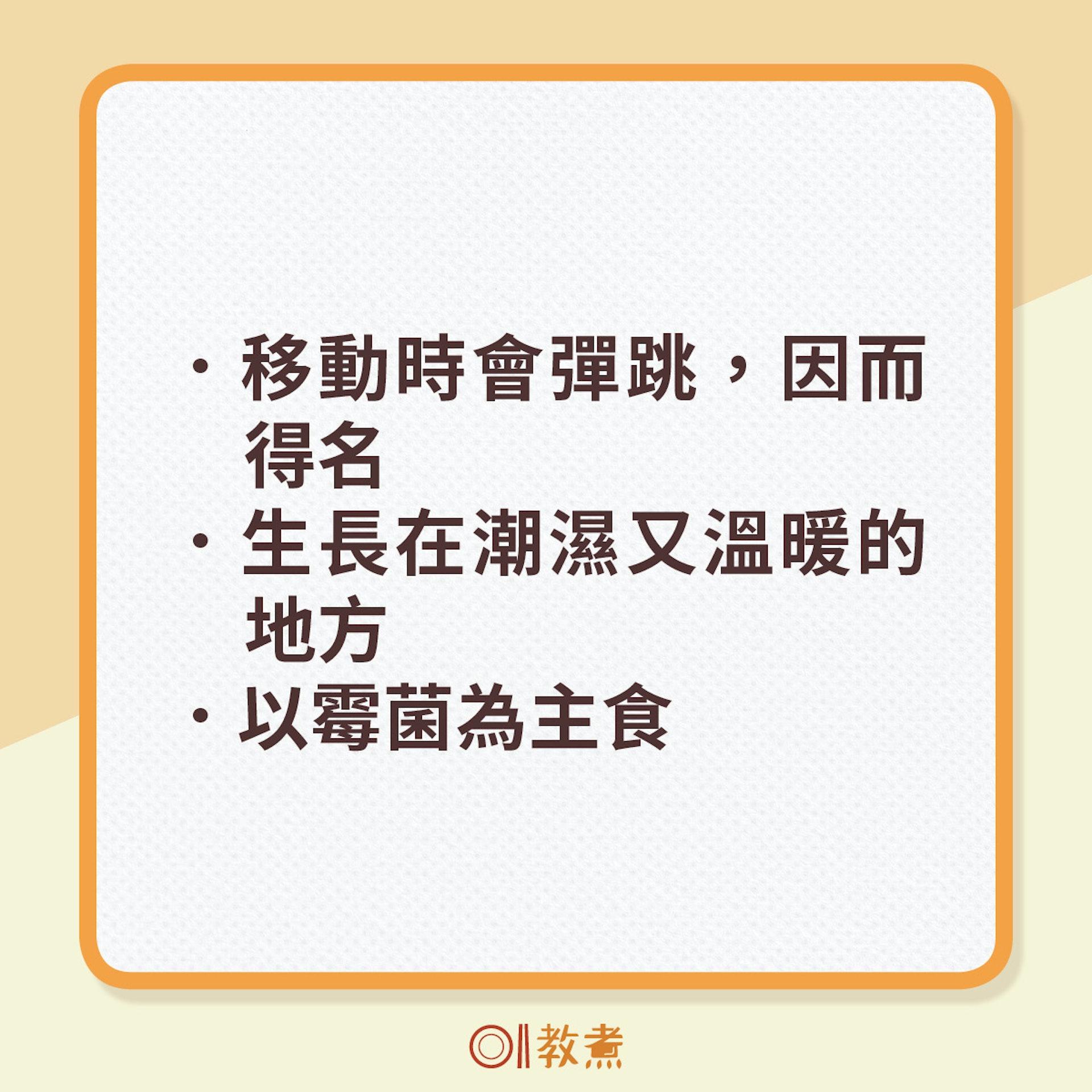 跳蟲習性。（圖／香港01提供）
