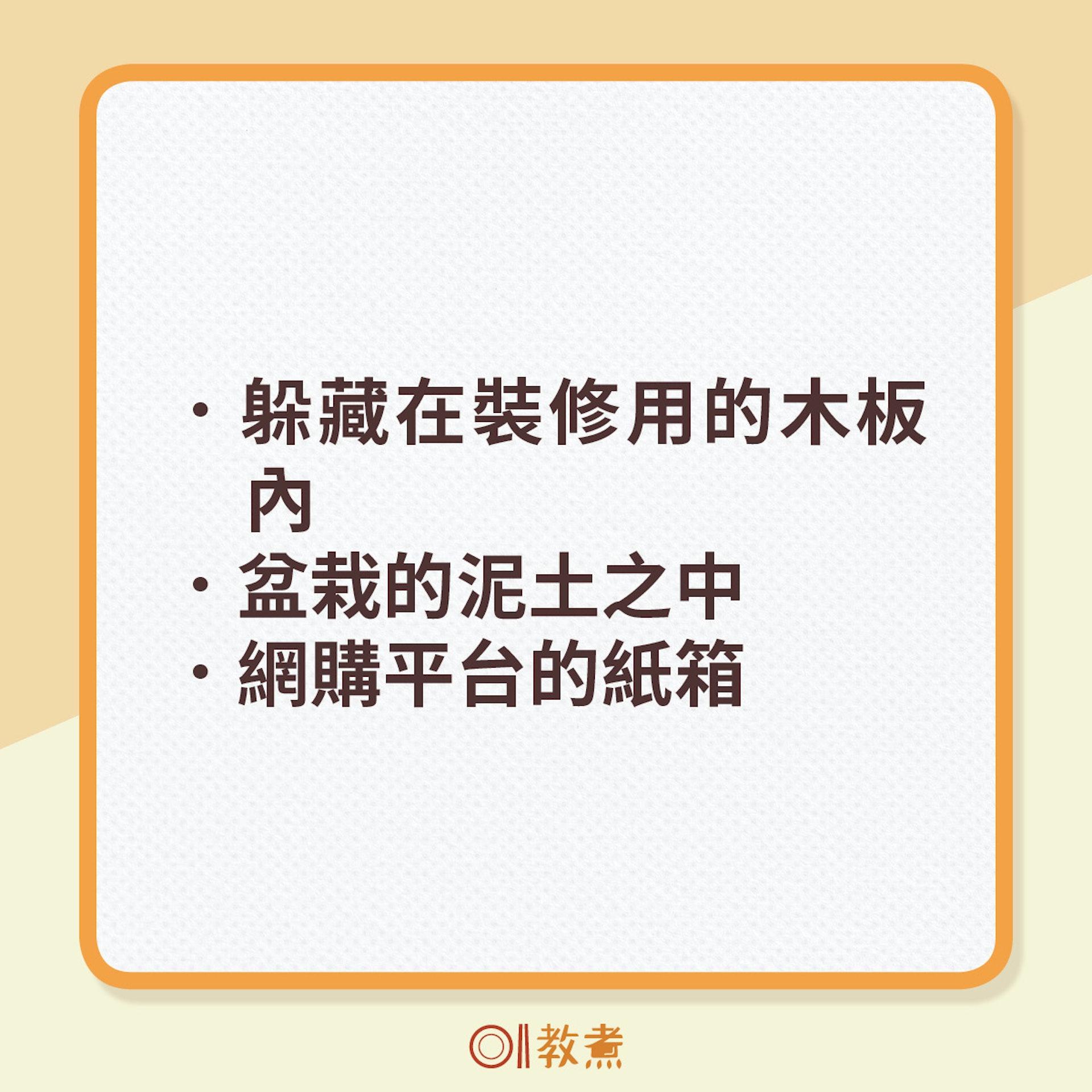跳蟲入屋途徑。（圖／香港01提供）